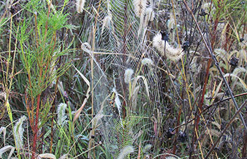 damaged Garden Spider Web