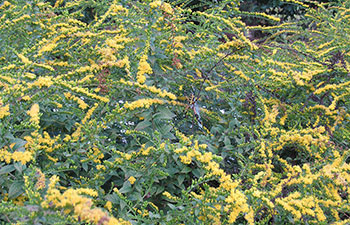 Goldenrod