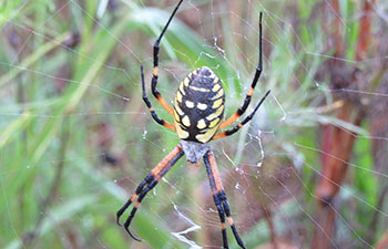 Female Garden Spider