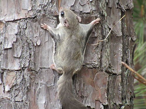 The squirrel’s cape extends from the hind legs to the front legs.