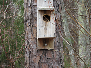 Established as a bluebird nest box, this house had squirrels as house guests this season.