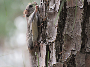 The flying squirrel glides from tree to tree, landing hind feet first, then climbs up higher to repeat the flight.
