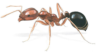 imported fire ant