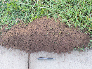 well-formed ant mounds on NIEHS campus