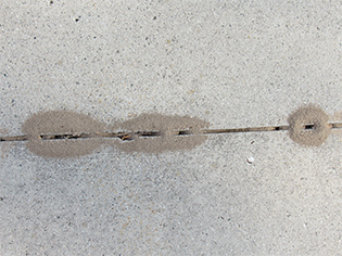 pavement ant mounts on a gravel path