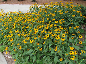 Black-eyed Susans