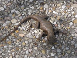 Lizard on sidewalk