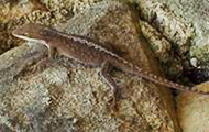 Brown lizard perched on rock