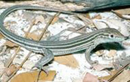 Six-lined racerunner