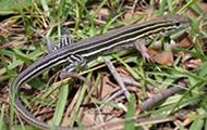 Six-lined racerunner on grass