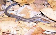 Ground sking on pile of leaves