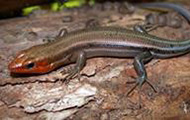 Five-lined skink on wood