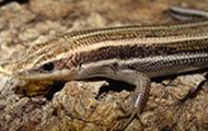 Five-lined skink on a rock