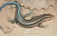 Southeastern five-lined skink on sand