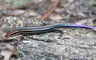 Southeastern five-lined skink on a rock