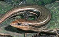 Broadhead skink on leaves