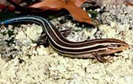 Broadhead skink on sand