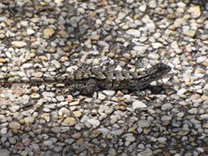 Lizard with a complete tail