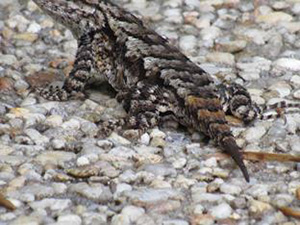 Lizard with a new tail growing in