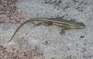 Lizard scurrying through sand