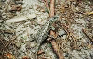 Lizard crawling over stick