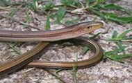 Legless lizard