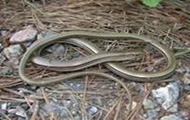 Legless lizard curled on tree debris