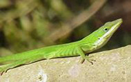 Green lizard perched on rock