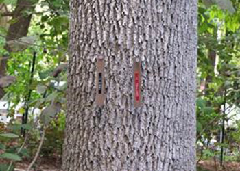 Tree ID tags
