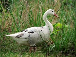 Canada Goose in grass