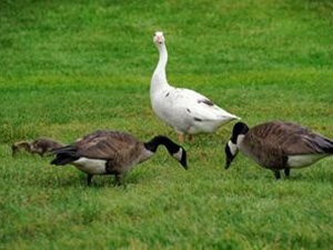 White Canada Goose walking with other geese