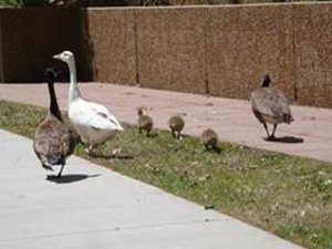 Canada Goose around others