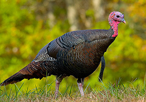 Eastern Wild Turkeys in field