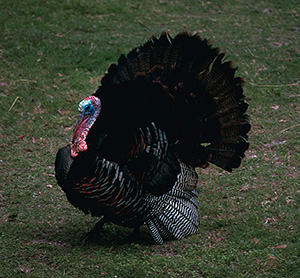 Eastern Wild Turkey in grass