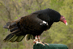 Turkey Vulture on perch