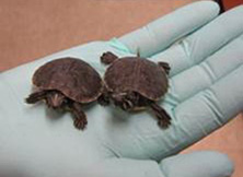 Two baby turtles held in a hand