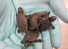 Baby turtles being held in a hand