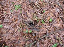 Nest site