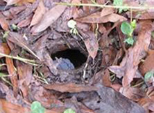 Turtle nest opening