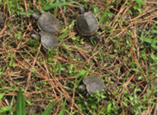 Baby turtles crawling through grass