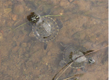 Baby turtles swimming in Discovery Lake