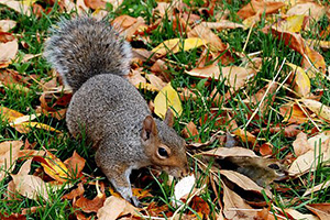 Eastern Grey Squirrel