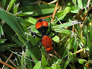 Wingless Female Red Velvet Ant