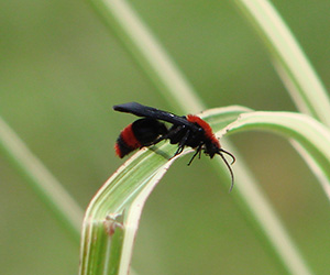 Male Red Velvet Ant