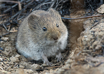 difference between shrew and vole