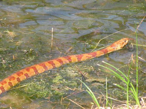 Harmless Northern Water Snake