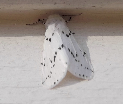 Fall webworm developed into adult moth