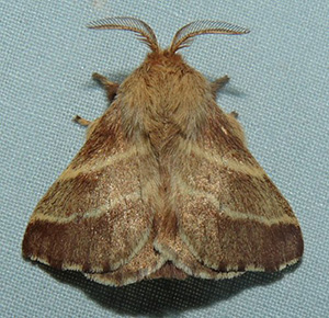 Tent caterpillar moth