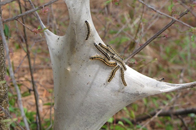 Eastern Tent Caterpillars