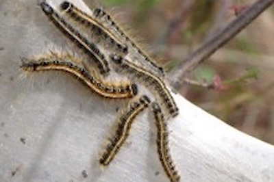 Eastern Tent Caterpillars